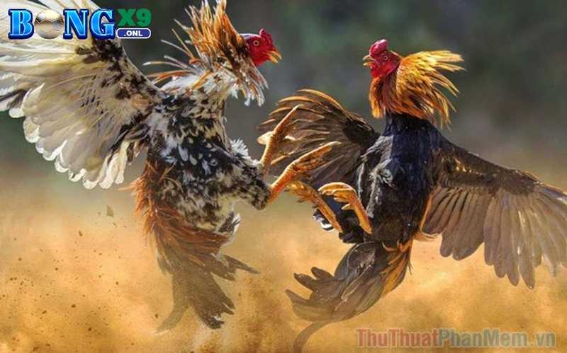 Đá Gà Bongx9 – Theo Dõi Mãn Nhãn, Đặt Cược Thả Ga Năm 2025 1 Tổng quan thông tin giới thiệu về siêu phẩm đá gà Bongx9