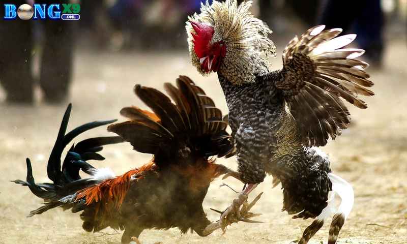 Đá Gà Bongx9 – Theo Dõi Mãn Nhãn, Đặt Cược Thả Ga Năm 2025 3 Những mẹo chơi đá gà Bongx9 hiệu quả, dễ thắng